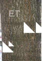 Tree Bark