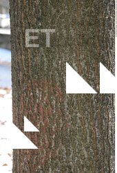 Tree Bark