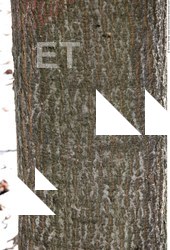 Tree Bark