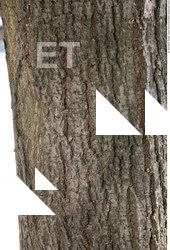 Tree Bark