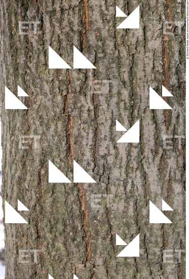 Tree Bark