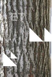 Tree Bark