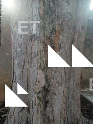 Tree Bark