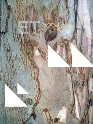 Tree Bark