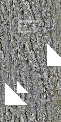 Seamless Tree Bark