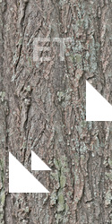 Seamless Tree Bark