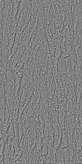 Seamless Tree Bark