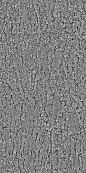 Seamless Tree Bark