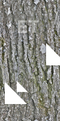 Seamless Tree Bark