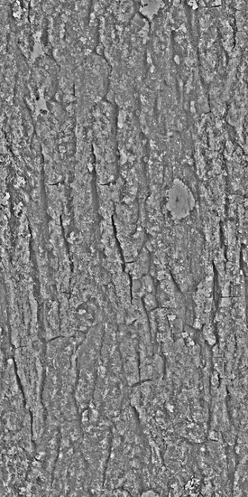 Seamless Tree Bark