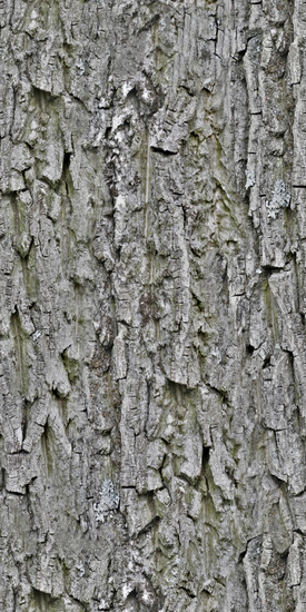 Seamless Tree Bark
