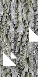 Seamless Tree Bark