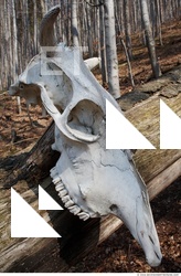 Photo Reference of Bones