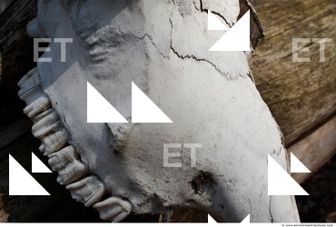 Photo Reference of Bones