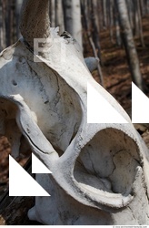 Photo Reference of Bones