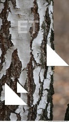 Tree Bark