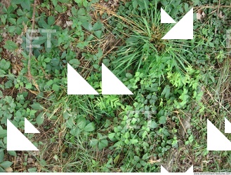 Photo Texture of Grass