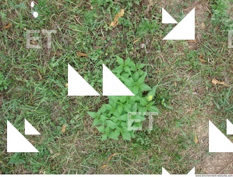 Photo Texture of Grass