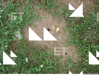 Photo Texture of Grass