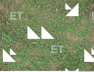 Photo Texture of Grass