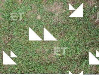 Photo Texture of Grass