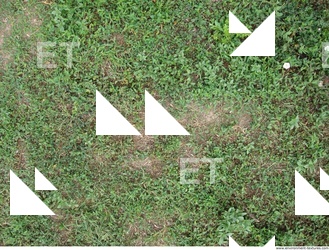 Photo Texture of Grass