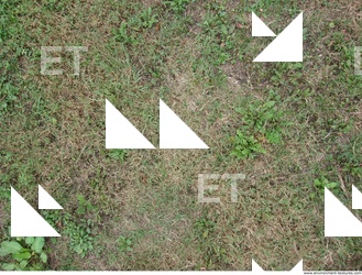 Photo Texture of Grass