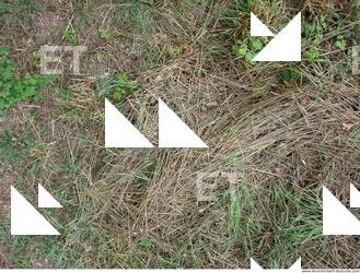 Photo Texture of Grass Dead