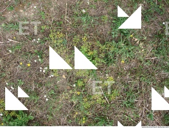 Photo Texture of Groundplants