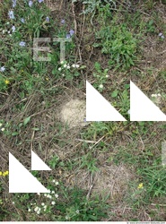 Photo Texture of Groundplants