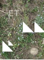 Photo Texture of Groundplants