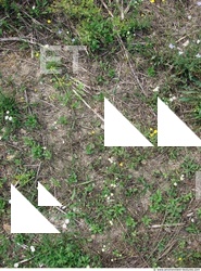 Photo Texture of Groundplants