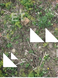 Photo Texture of Groundplants