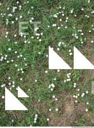 Photo Texture of Grass