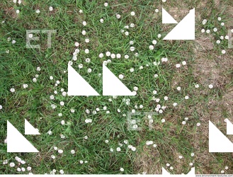 Photo Texture of Grass