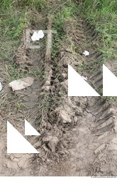 Soil Trace