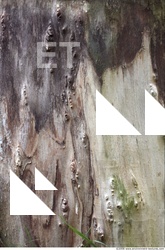 Tree Bark