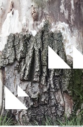 Tree Bark