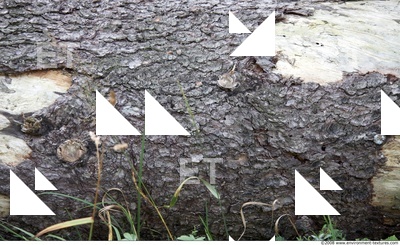 Tree Bark