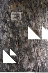 Trees Bark 0003
