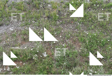 Photo Texture of Groundplants