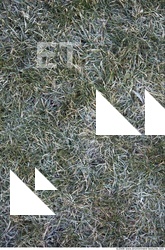 Grass