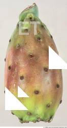 Fruit
