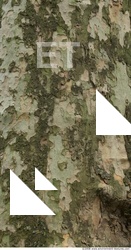 Tree Bark