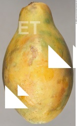 Fruits Vegetables 0004