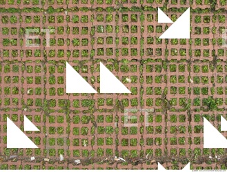 Photo Texture of Overgrown Floor