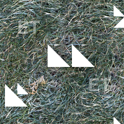 Seamless Grass Frozen