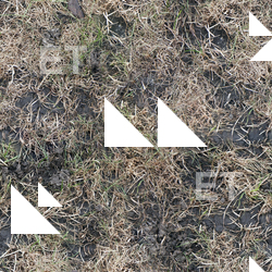 Seamless Grass Dead