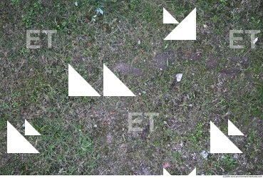 Photo Texture of Grass