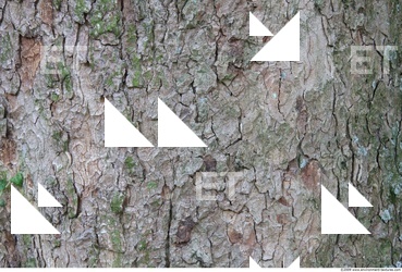 Tree Bark